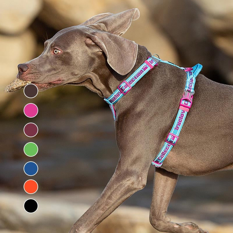Harness Basic Collection TRUELOVE