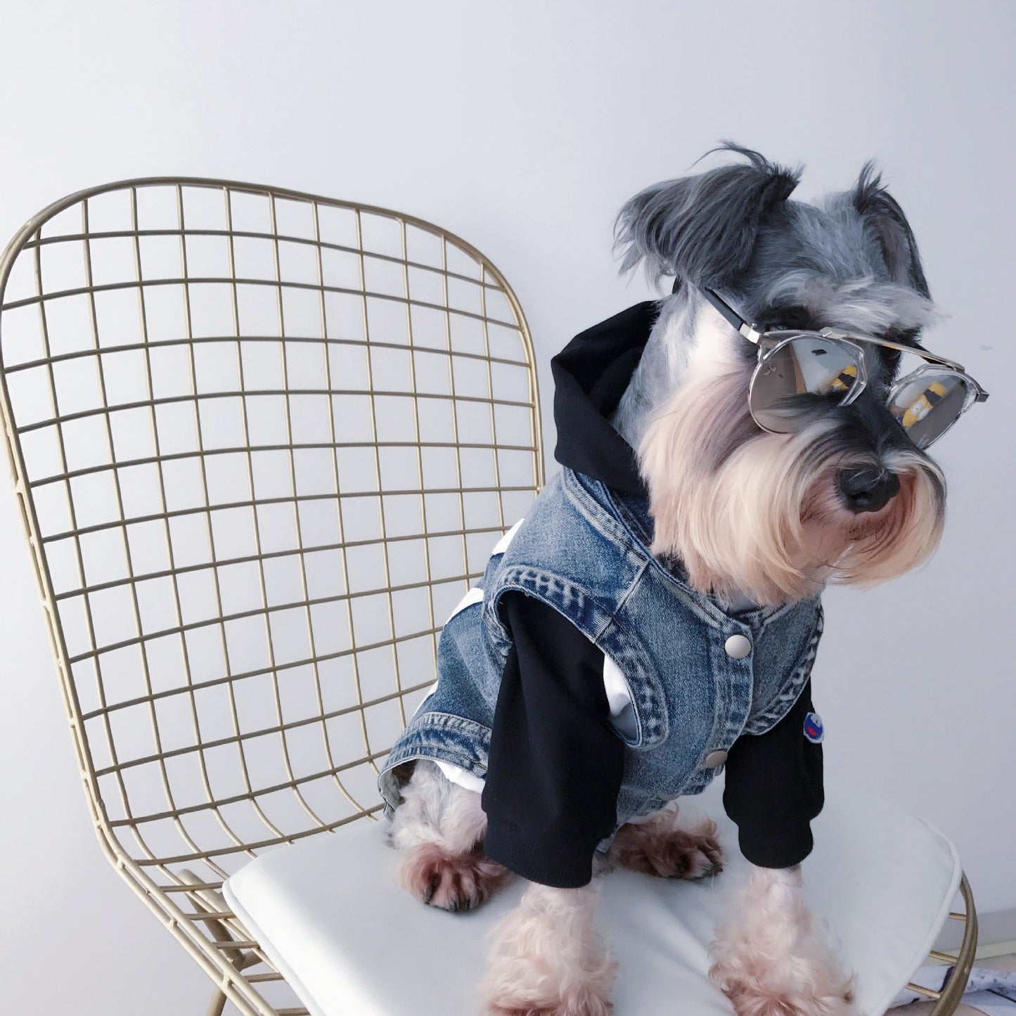 Jean Jacket for small dogs