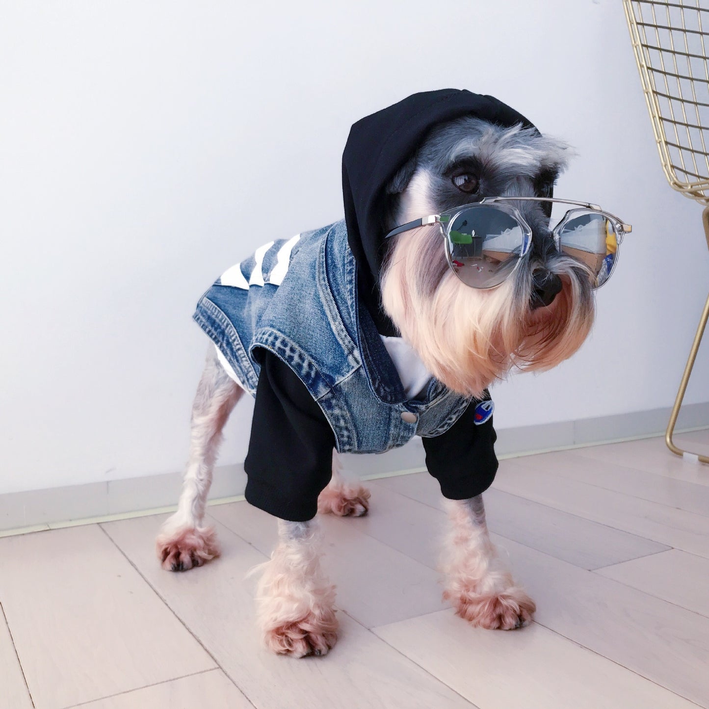 Jean Jacket for small dogs
