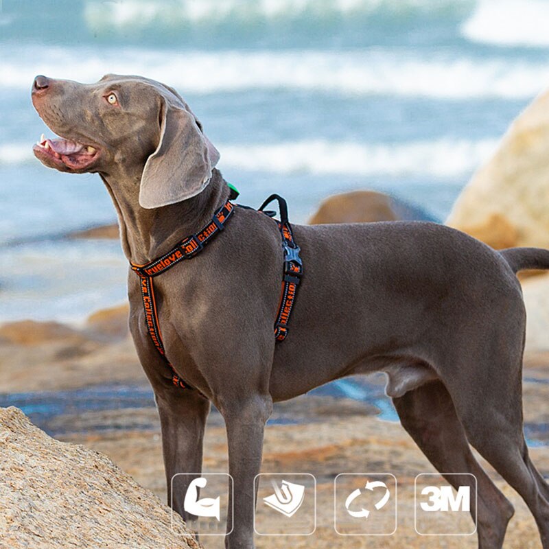 Harness Basic Collection TRUELOVE