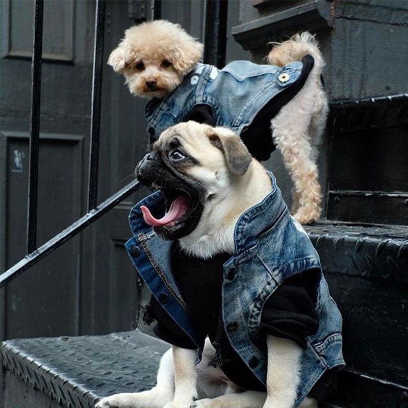 Jean Jacket for small dogs