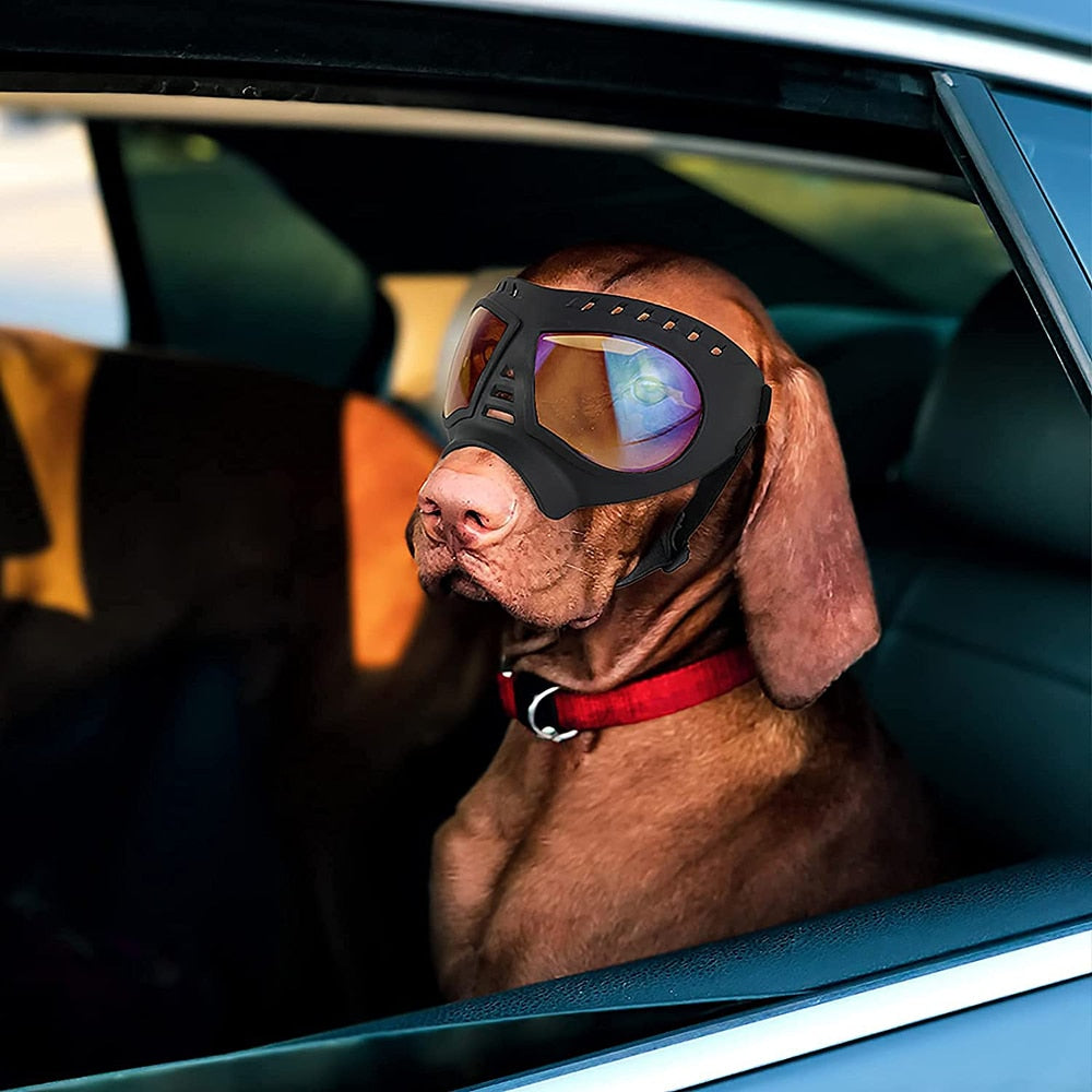 Cool Dog Sunglasses