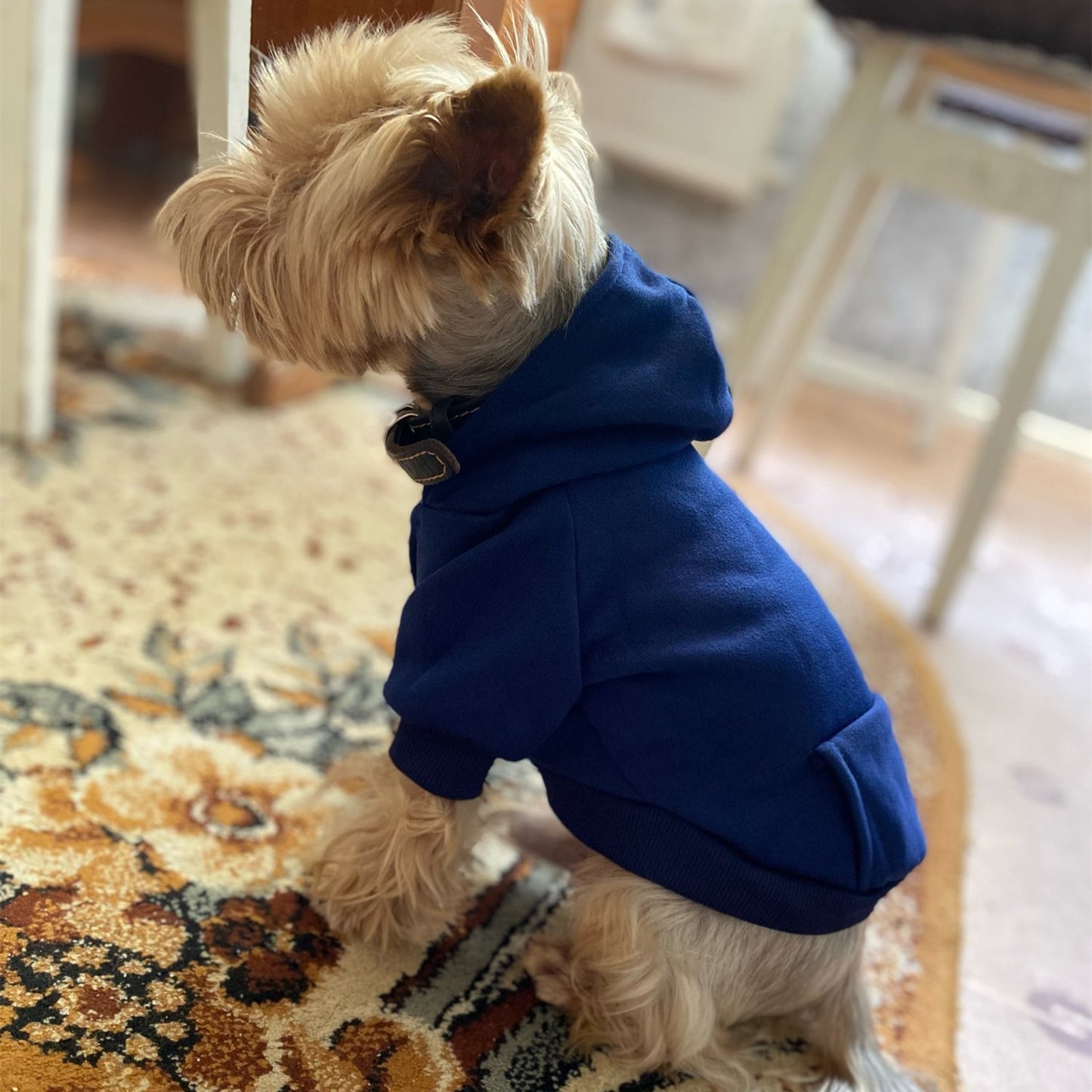 Hoodies solid color small dogs