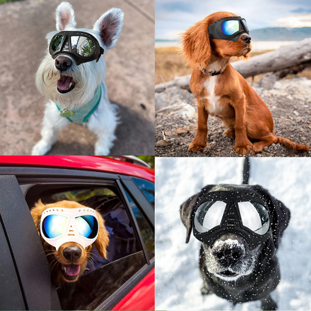 Cool Dog Sunglasses