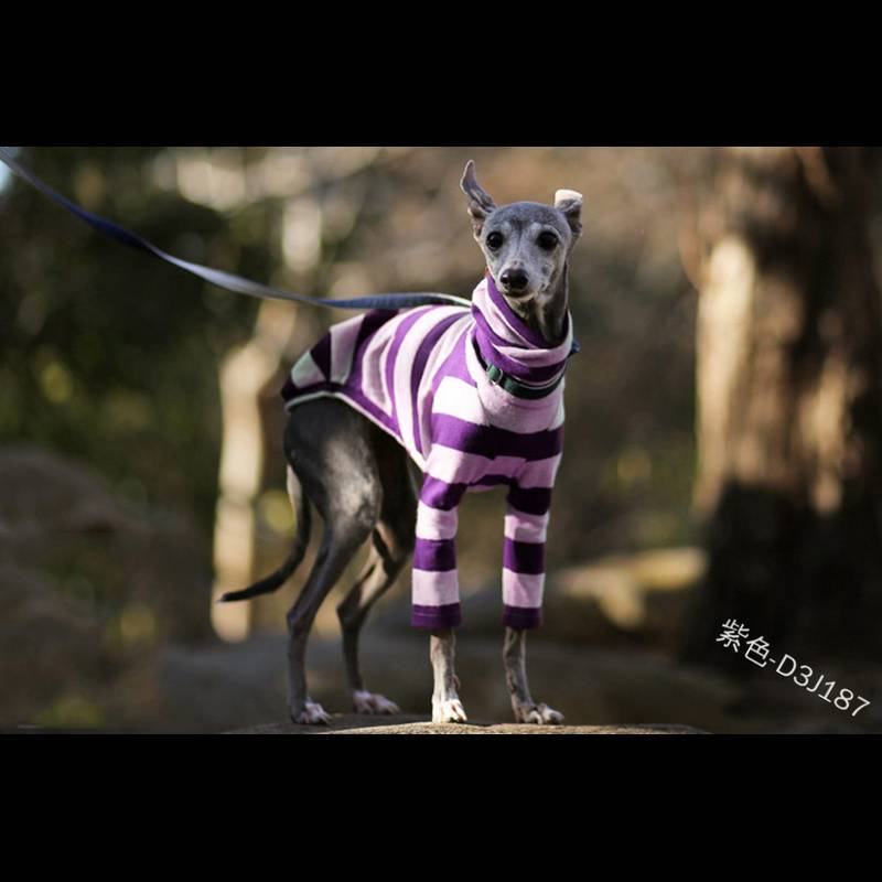 Jumper Two-legged, High-necked Cute Dog Clothing