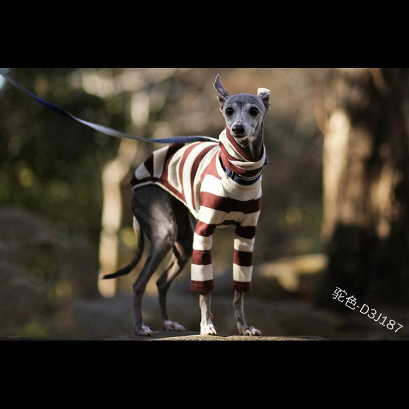 Jumper Two-legged, High-necked Cute Dog Clothing