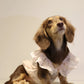 Dog Princess Lace Dress | Holiday Gear Collection | Girl Dog Summer Skirt