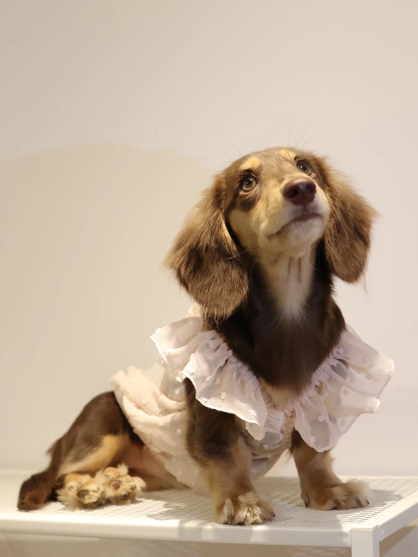 Dog Princess Lace Dress | Holiday Gear Collection | Girl Dog Summer Skirt