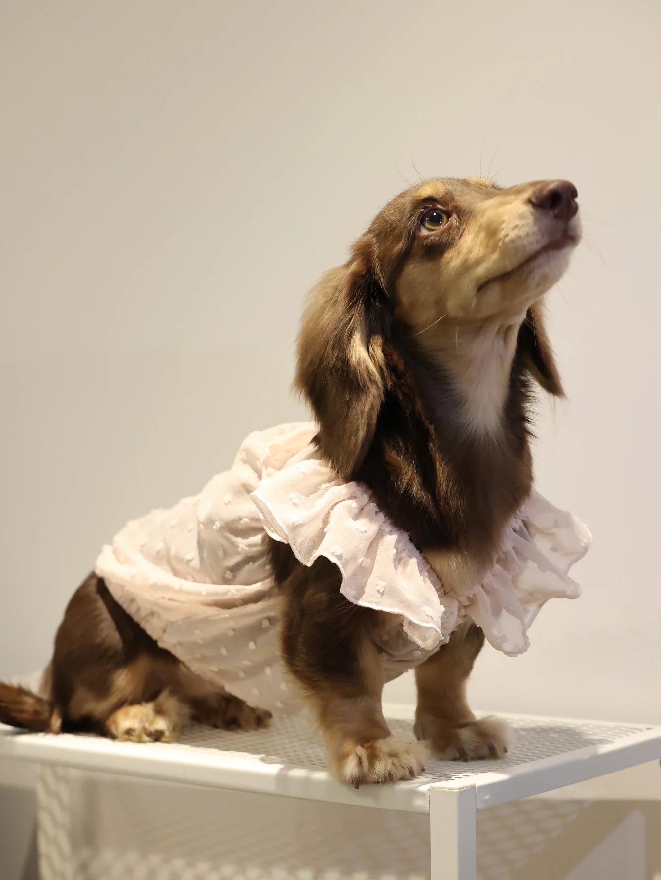 Dog Princess Lace Dress | Holiday Gear Collection | Girl Dog Summer Skirt