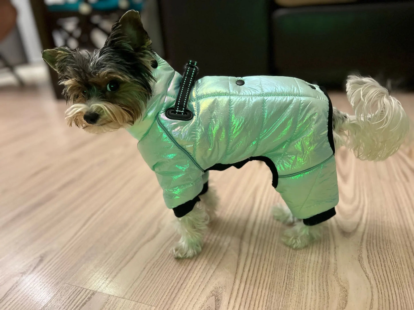 Warm Winter Jumpsuit Waterproof and Reflective for small dogs