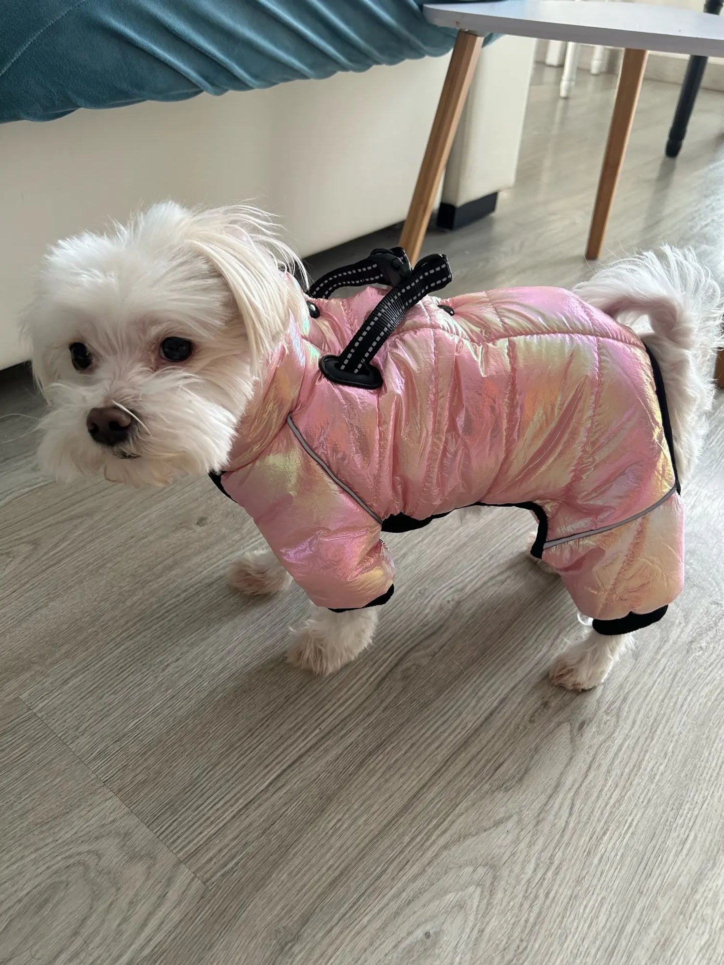 Warm Winter Jumpsuit Waterproof and Reflective for small dogs
