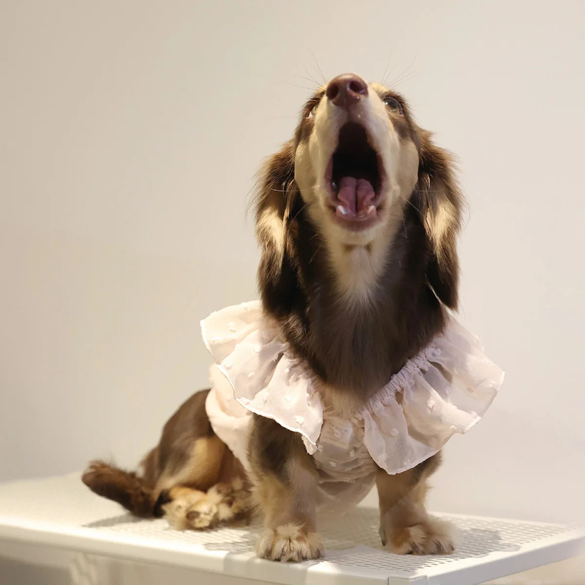 Dog Princess Lace Dress | Holiday Gear Collection | Girl Dog Summer Skirt