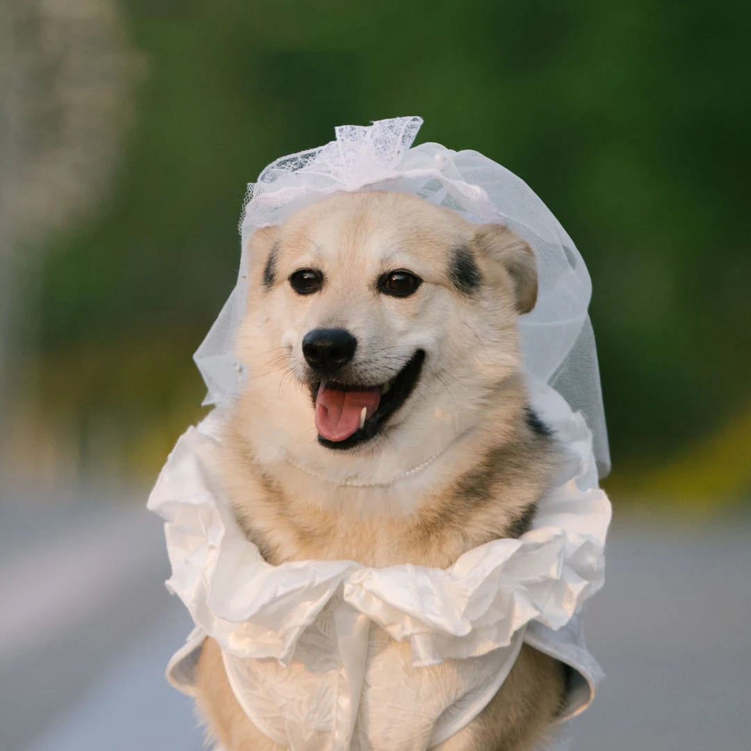 Dog Luxury Lace Wedding Dress | Holiday Gear Collection | Ruffles & Ribbon Bow Gown