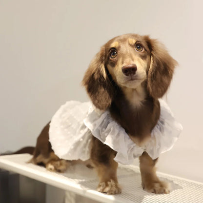 Dog Princess Lace Dress | Holiday Gear Collection | Girl Dog Summer Skirt