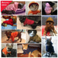 Hoodies solid color small dogs