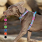 Harness Basic Collection TRUELOVE