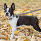 Leash Nylon Reflective 150cm/5ft
