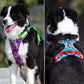Harness Festive Summer Colors Reflective TRUELOVE