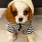 Hoodies blue stripe