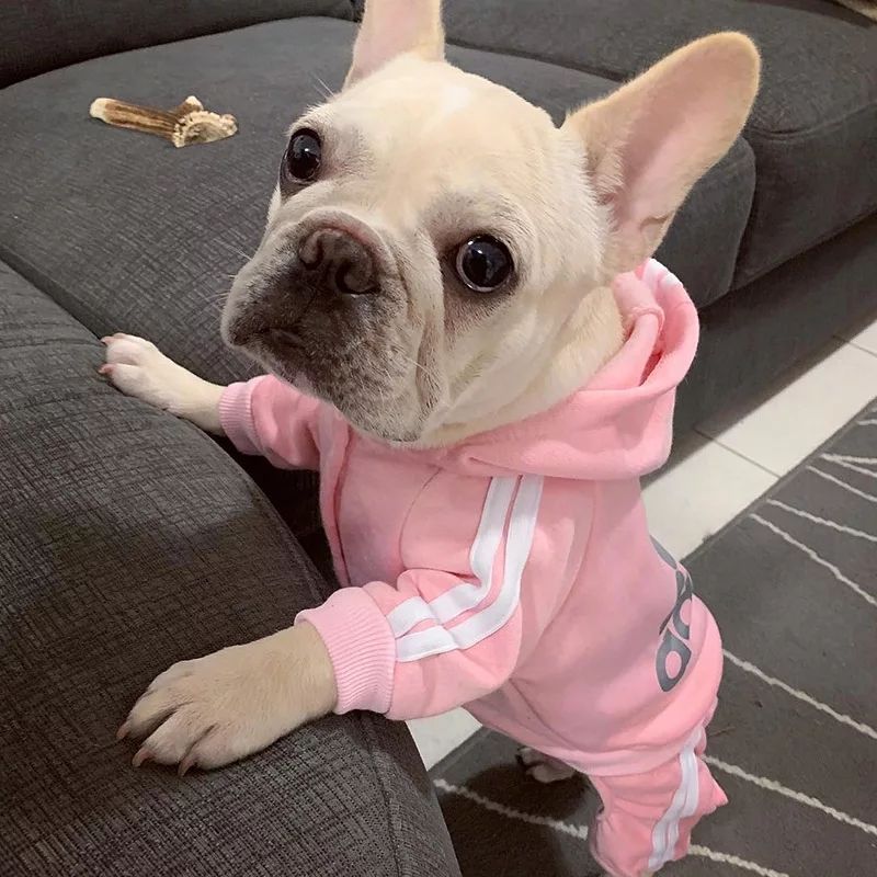 French bulldog outlet tracksuit