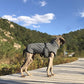 Winter Reflective Large dog
