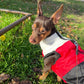 Winter puffy Jacket colorful