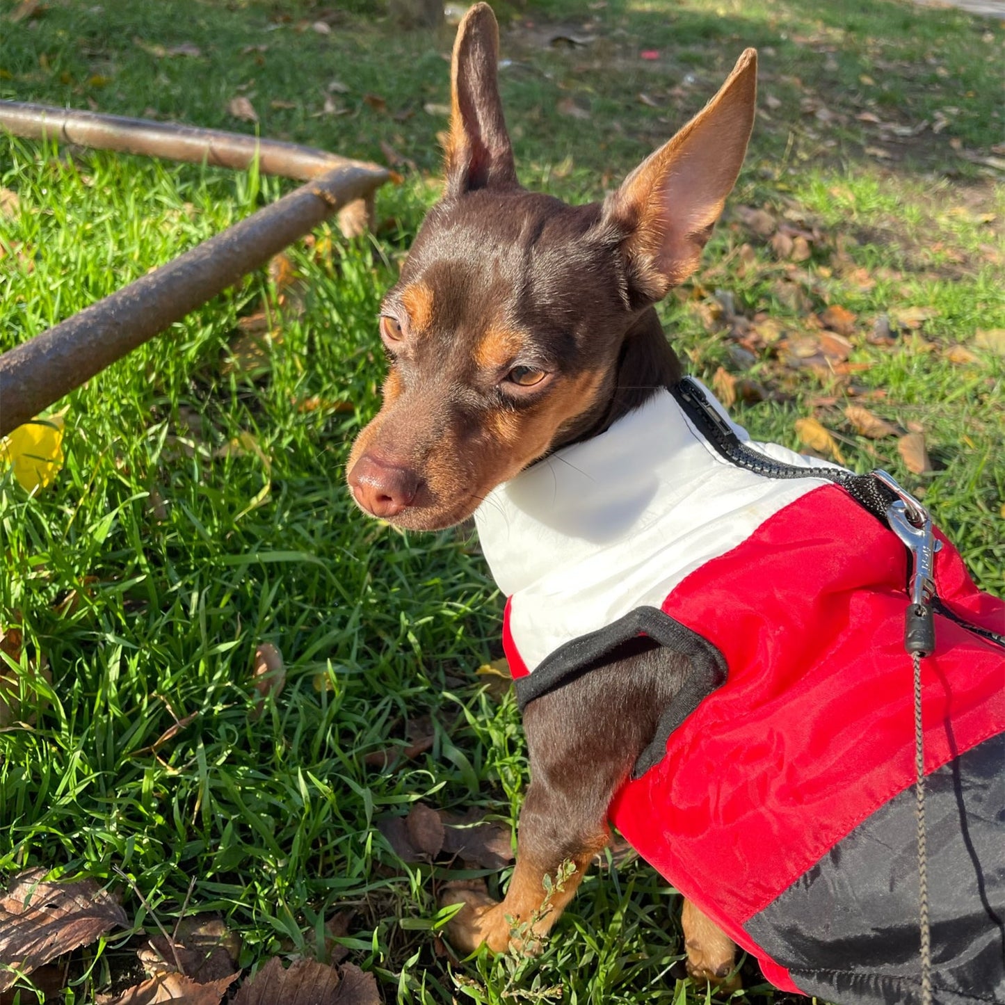 Winter puffy Jacket colorful